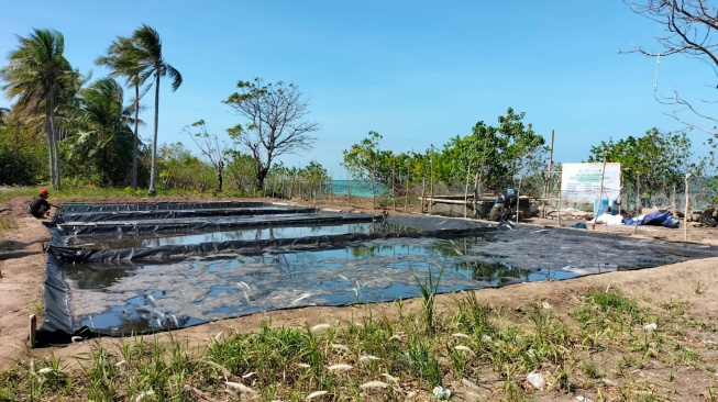 Tambak garam di Pulau Sapuka, Kecamatan Liukang Tangaya, Kabupaten Pangkajene dan Kepulauan, Sulawesi Selatan. Pertama kali, warga berhasil memproduksi garam secara mandiri [SuaraSulsel.id/Dokumentasi Yayasan Romang Celebes Indonesia]