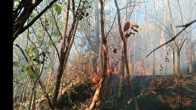 Belasan Hektare Lahan Sultan Ground di 3 Kecamatan di Bantul Terbakar, 12 Jam Lebih Api Belum Padam