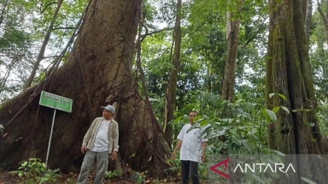 Pesona Keindahan Gunung Kahung: Permata Tersembunyi di Kalimantan Selatan