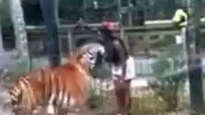 Tangkapan Layar Viral Detik-detik Menegangkan Wanita Coba Sentuh Harimau [Dok @netaxisgrup]