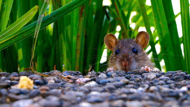 Hama Meresahkan Sebabkan Gagal Panen, Kalurahan Sendangmulyo Sleman Gelar Lomba Tembak Tikus Sawah