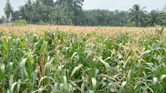 Harga Jagung Pipilan di Pasaman Barat Tembus Rp 5 Ribu per Kg, Ini Penyebabnya