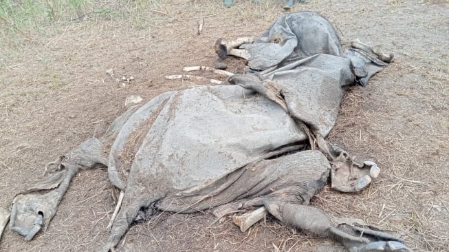 Gajah Liar Ditemukan Mati di TNWK, Penyebab Kematian Masih Diselidiki