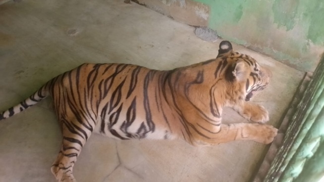 Anggi, Harimau Sumatera di Medan Zoo Berjuang Melawan Usia