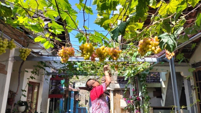 Kebun Anggur di Pekarangan Rumah? Warga Jogja Buktikan Lahan Sempit Bukan Halangan