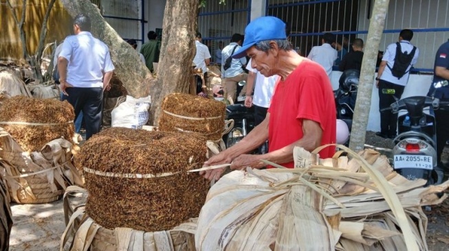 Duh! Tembakau Temanggung Tak Laku di Tengah Panen Raya