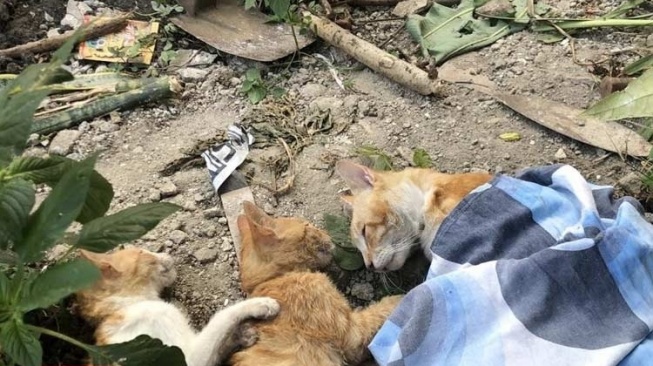 Misteri Kematian Banyak Kucing di Malang, Polisi Turun Tangan