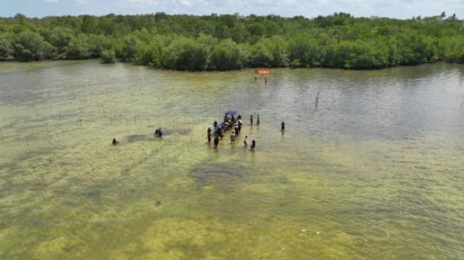 Menanam mangrove di Bangka Belitung. (Dok: Eiger)