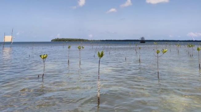 Tanaman mangrove. (Dok: Eiger)