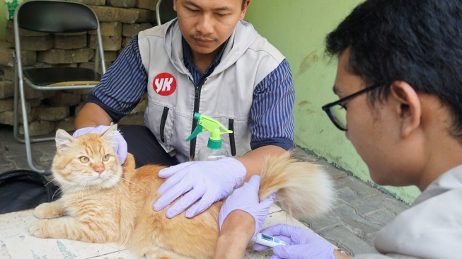 Vaksinasi Rabies Hadir Lagi di Kota Yogyakarta, Hewan Terbanyak masih Kucing