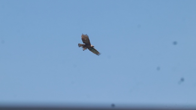 Burung Elang Jawa (Nisaetus bartelsi). (Dok. Istimewa/SEGS)