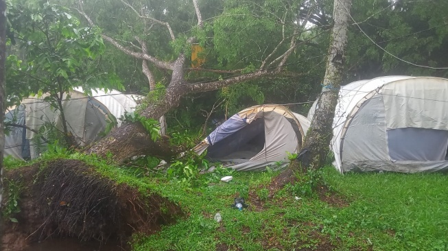 Pohon Tumbang Timpa Perkemahan, 1 Relawan PMI asal Sekadau Meninggal Dunia di Kubu Raya