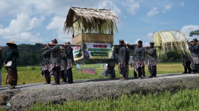 Awali Panen Raya Padi, Warga Bangunjiwo Bantul Gelar Tradisi Wiwitan