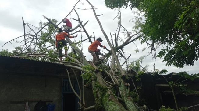 65 Pohon Tumbang di Kota Padang, Ganggu Lalu Lintas hingga Rusak Rumah Warga