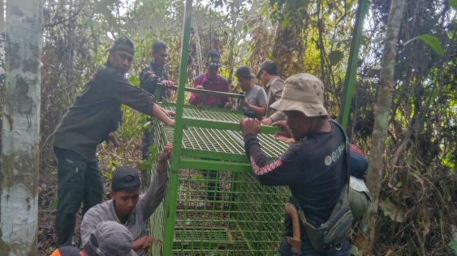 Mencekam! Harimau Teror Warga Lampung Barat, Petugas Pasang Kandang Jebak