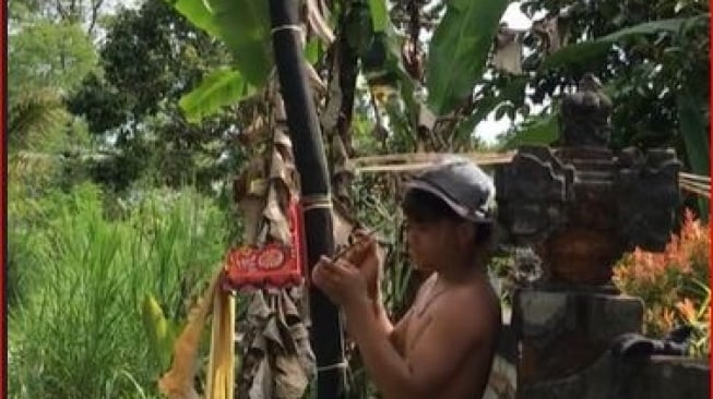 Beda Dari yang Lain, Penjor Melengkung Hiasi Rumah Warga Jelang Galungan di Bali