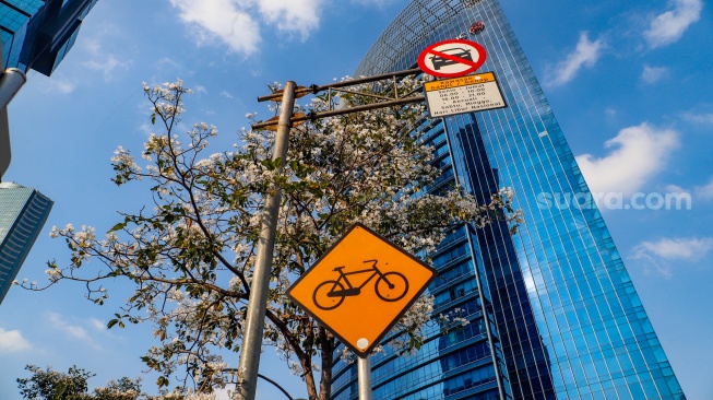 Pohon tabebuya bermekaran di Jalan Jenderal Sudirman, Jakarta, Jumat (27/9/2024). [Suara.com/Alfian Winanto]