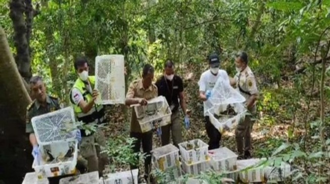 Ribuan Burung Sitaan Dilepasliarkan di Hutan Gunung Rajabasa