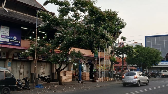 Pesona Bunga Tabebuya Bermekaran di Kota Solo, Bak Menikmati Syahdunya Jepang