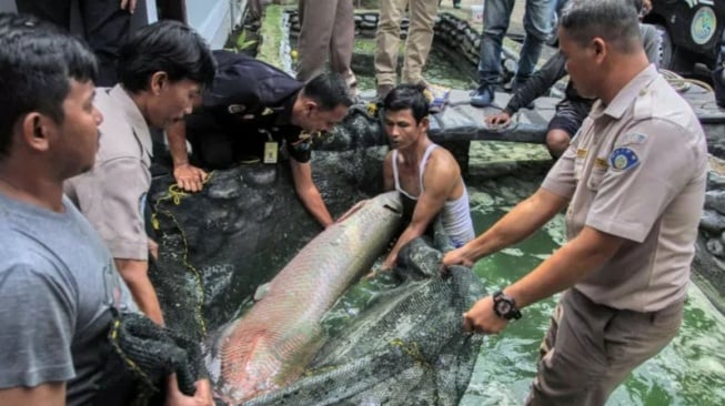 Ancam Ekosistem Perairan, DKP Tindak Tegas Penjual Ikan Predator di DIY