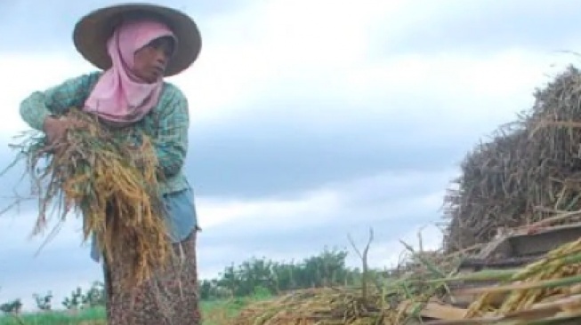 Dari Sawah ke Watt: Transformasi Biomassa Sekam Padi Sebagai Energi Berkelanjutan