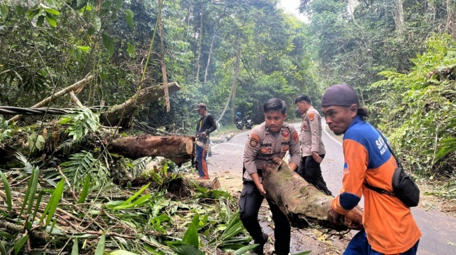 Polisi dan BPBD Pesisir Barat Gerak Cepat Evakuasi Pohon Tumbang di Jalinbar