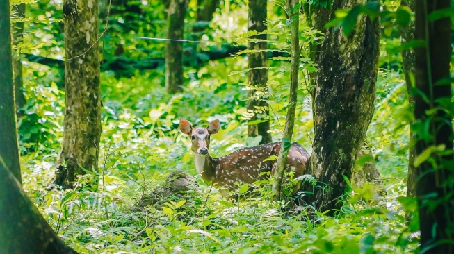 Rusa totol dari Istana Kepresidenan Bogor dilepaskan di Taman Cadika Medan. [dok Pemkot Medan]