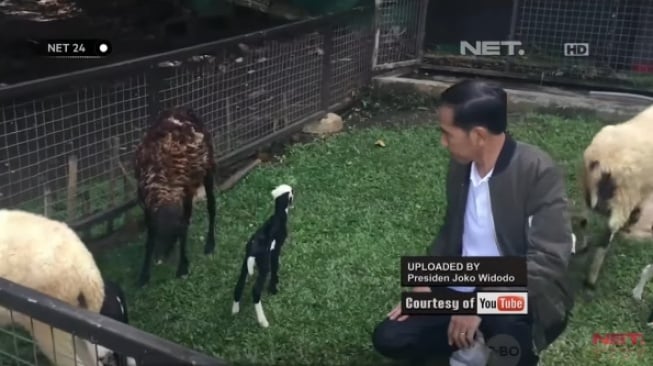 Presiden Jokowi berbahagia saat kambing peliharannya melahirkan dua anak. (tangkapan layar/Youtube)