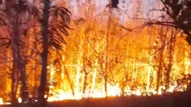 Diduga Karena Warga Bakar Daun Kering, Hutan Wanagama Alami Kebakaran