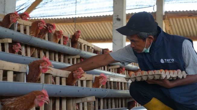 Dukung Pencegahan Stunting, PLN Berdayakan Peternak Ayam Petelur di Kabupaten Malang