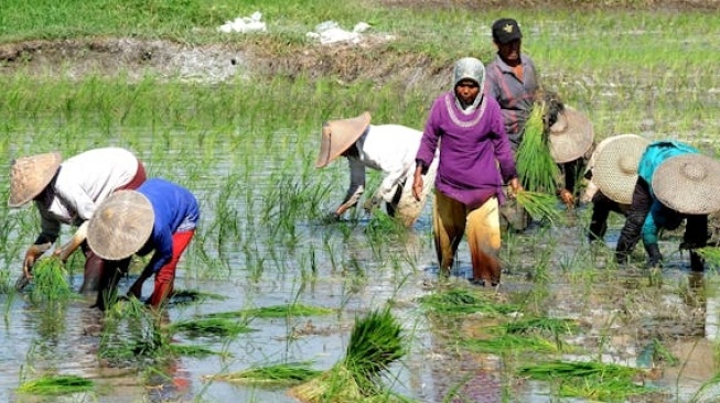 Pastikan Petani Sejahtera, PCO Pantau Langsung Implementasi Pembelian Gabah Rp6.500/Kg