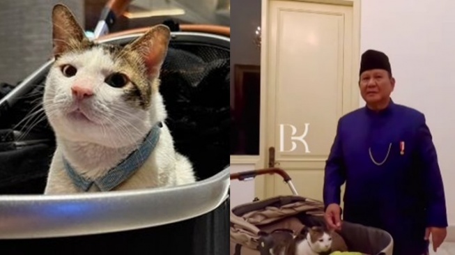 Asal-usul Bobby Kertanegara Kucing Prabowo, Kini Ikut Tinggal di Istana Negara