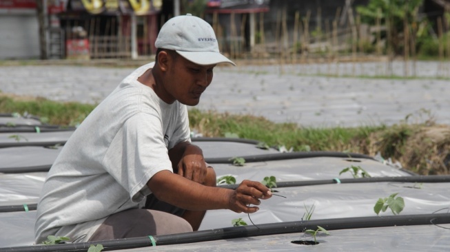 Sleman Tak Krisis Petani, Generasi Milenial Ini Buktikan Bertani Bisa Bikin Kaya