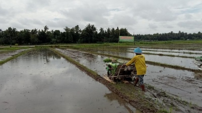 Masuki Musim Tanam, Pemkab Bantul Pastikan Ketersediaan Pupuk Aman