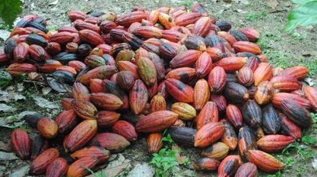 Dorong Produktivitas Kakao, Disbun Kaltim Tambah 65 Hektare Kebun di Kutai Barat