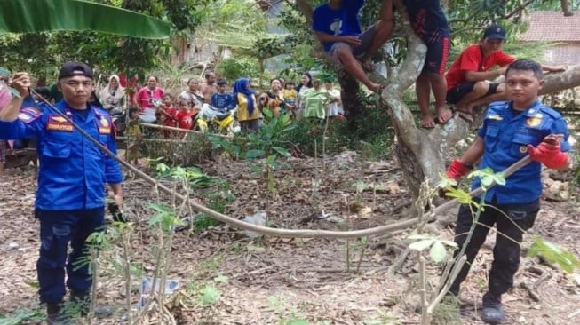 Damkar Lampung Selatan Berjibaku 2 Jam Tangkap King Cobra 3,5 Meter di Tumpukan Batu