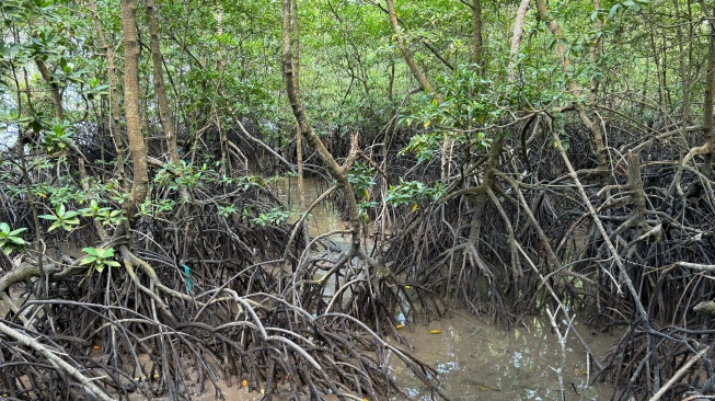 Mangrove Rhizophora Apiculata berusia ratusan tahun di hutan Kampung Tua Bakau Serip [suara.com/eliza gusmeri]