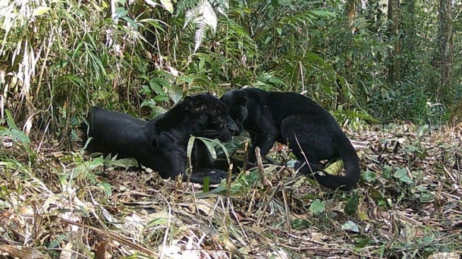 Macan Kumbang terlihat di  wilayah Seksi PTN 1 Wilayah Kabupaten Lebak area Taman Nasional Gunung Halimun Salak (TNGHS). [Istimewa]