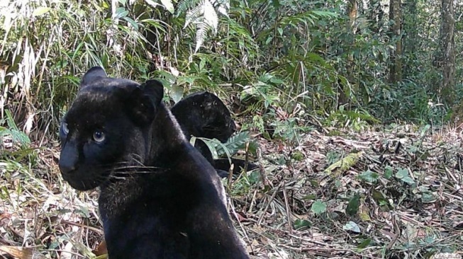 Dua Macan Kumbang Terekam Kamera Trap TNGHS Wilayah Lebak