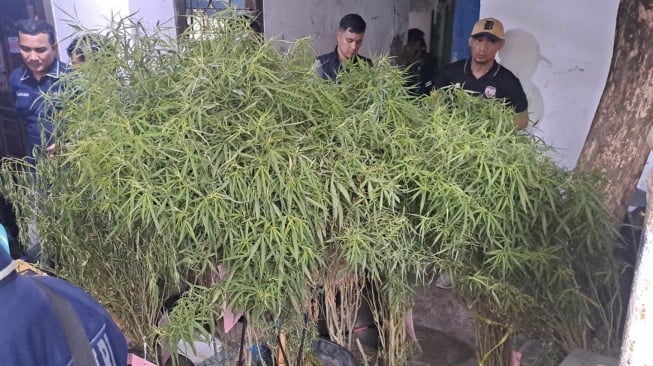 Polisi Gerebek Budidaya Ganja Rumahan di Cengkareng, Pelaku Sudah Dua Kali Panen