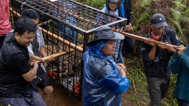 Teror Warga, Harimau Sumatera Masuk Perangkap di Solok