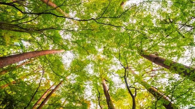 7 Jenis Pohon Aman untuk Ditanam di Halaman Rumah