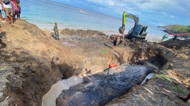 Paus Sperma di Pantai Banyuning Karangasem Kehilangan Rahang, Sirip Dan Pangkal Ekor