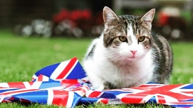 Larry The Cat. (Instagram/@larrythecatforpm)