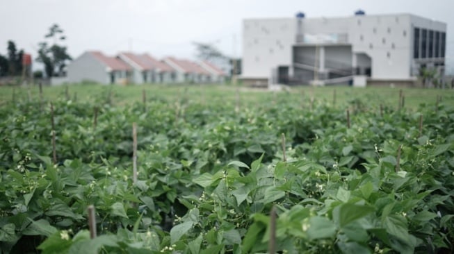 Kawasan Wakaf Pertanian Produktif Dompet Dhuafa (Dok. Dompet Dhuafa)