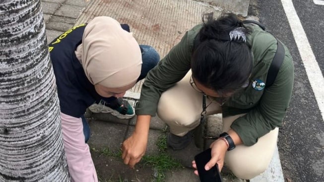 Awalnya Sedang Bertengger, Mendadak Ratusan Burung Pipit di Area Bandara Ngurah Rai Mati