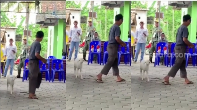 Viral Pria Nyoblos di TPS Dikawal Kambing, Ditemani Hingga ke Bilik Suara