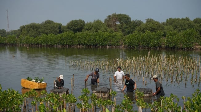 Jaga Pesisir Pantai Nusantara, Pertamina International Shipping Tanam 10 Ribu Mangrove