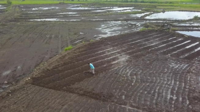 8 Hektare Lebih Lahan Terdampak Bencana Lahar Dingin Marapi di Tanah Datar Mulai Ditanami Warga