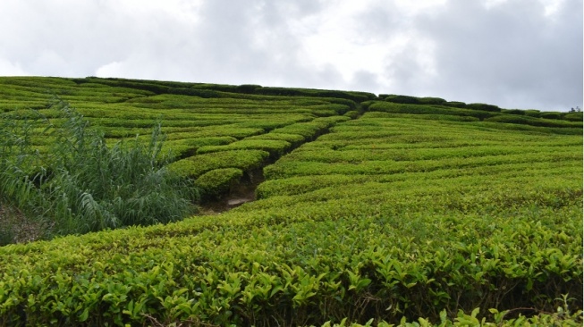 Berpetualang Menyusuri Keindahan Solok, Kebun Teh Hingga Danau Kembar